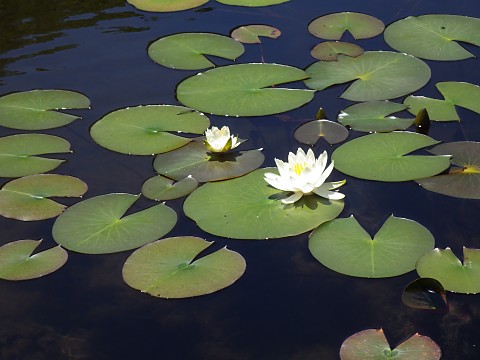 �q�c�W�O�T