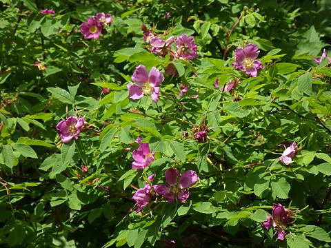 �J���t�g�C�o��