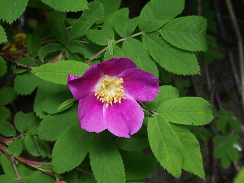 �J���t�g�C�o��