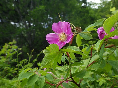 �J���t�g�C�o��