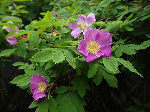 �J���t�g�C�o��