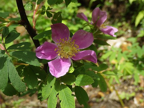 �J���t�g�C�o��