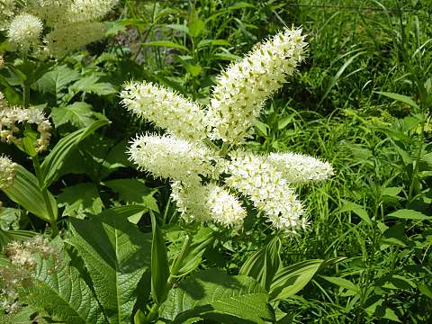 コバイケイソウ