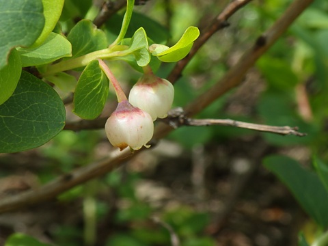 �N���}���m�L