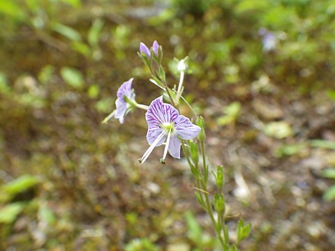 ミヤマクワガタ