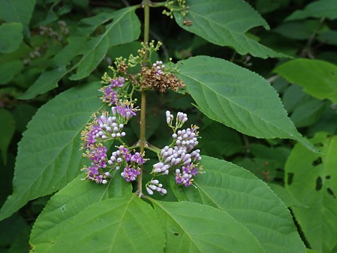 ムラサキシキブ