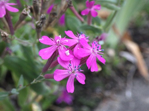 ムシトリナデシコ