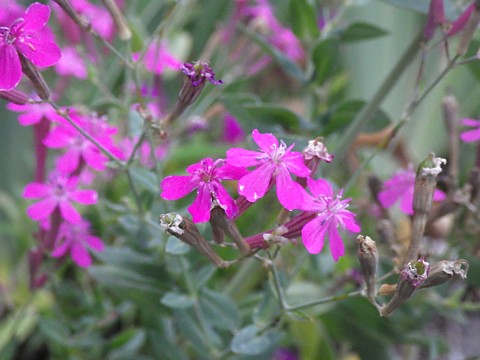 ムシトリナデシコ