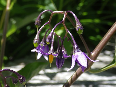 オオマルバノホロシ