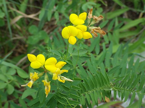 セイヨウミヤコグサ