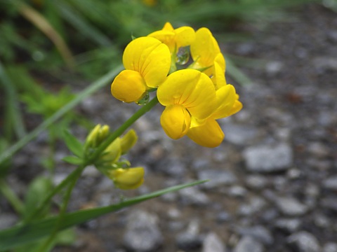 セイヨウミヤコグサ