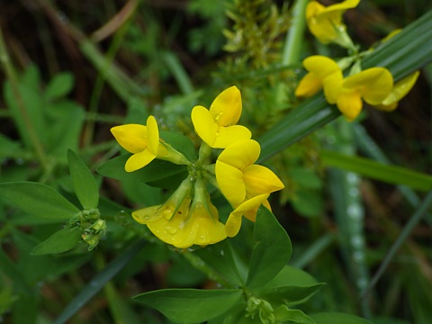 セイヨウミヤコグサ