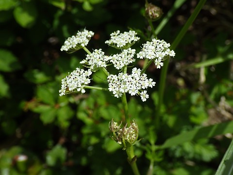 シラネニンジン