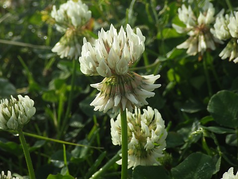 �V���c���N�T