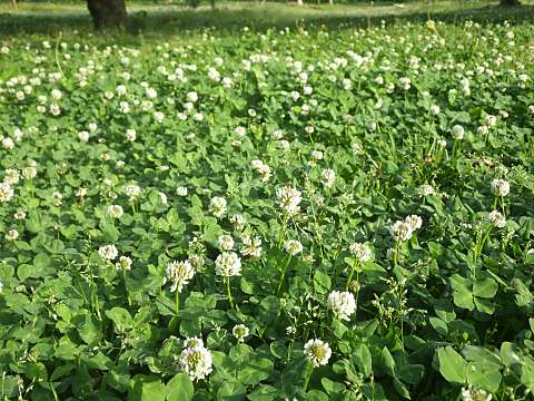 �V���c���N�T