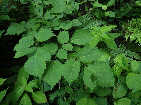 トリアシショウマ