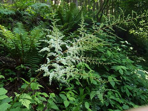 トリアシショウマ