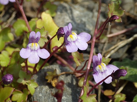ツタバウンラン
