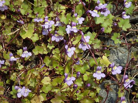 ツタバウンラン