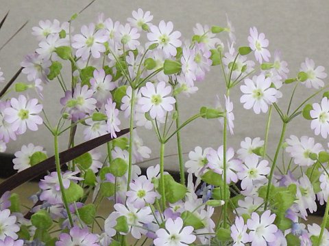 ウンナンサクラソウ