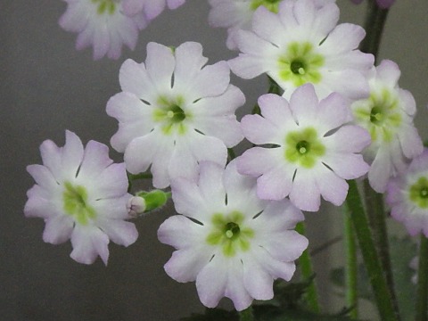 ウンナンサクラソウ