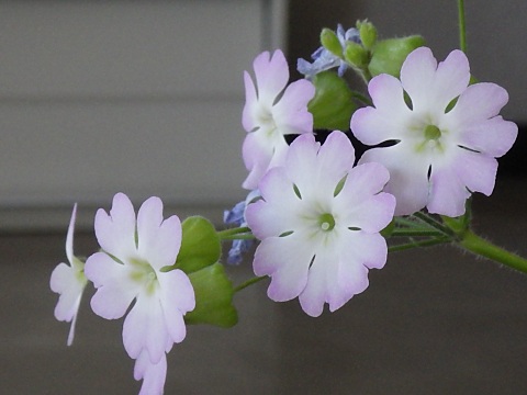 ウンナンサクラソウ