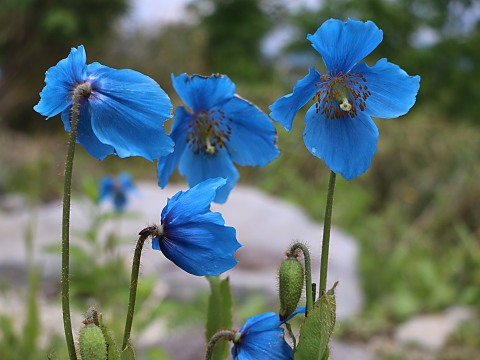 ヒマラヤの青い芥子