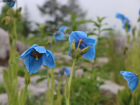 ヒマラヤの青い芥子