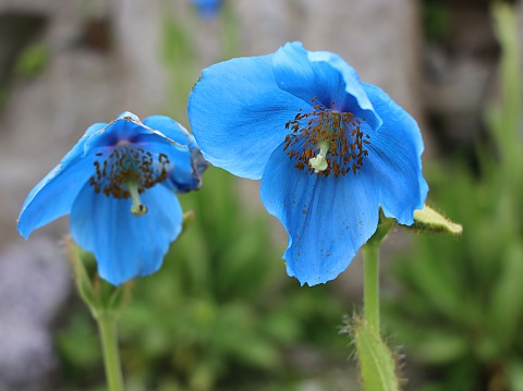 ヒマラヤの青い芥子