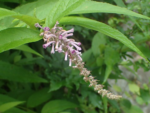 �t�W�E�c�M