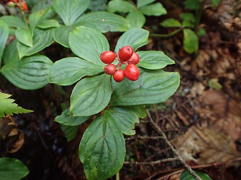 ゴゼンタチバナ