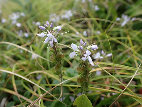 �O���o�C�d��