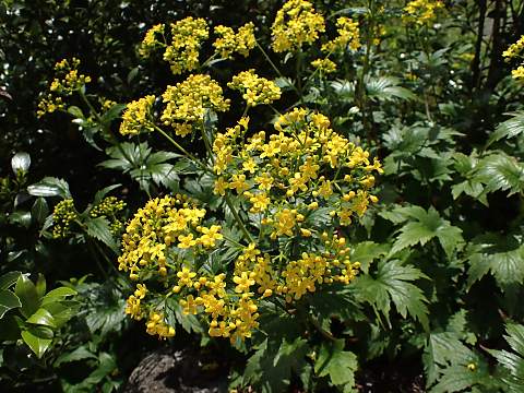 �n�N�T���I�~�i�G�V