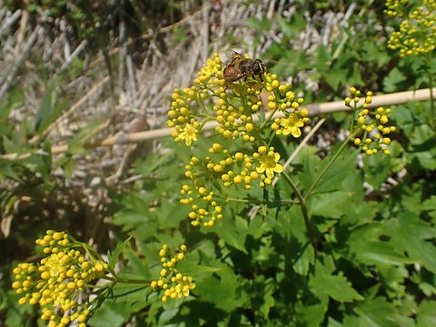 �n�N�T���I�~�i�G�V