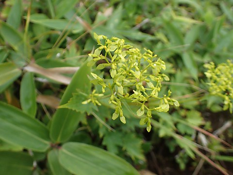 �n�N�T���I�~�i�G�V