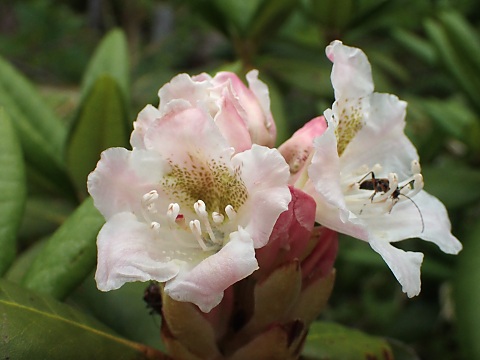 ハクサンシャクナゲ