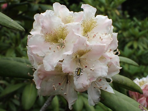 ハクサンシャクナゲ