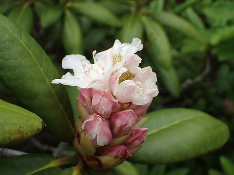 ハクサンシャクナゲ