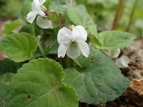 ヒゲケマルバスミレ