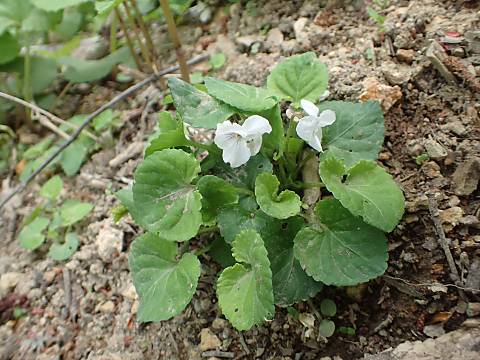 ヒゲケマルバスミレ