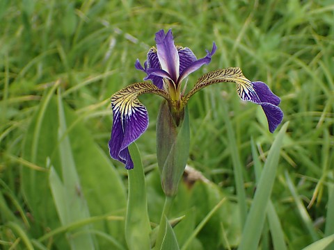 ヒオウギアヤメ