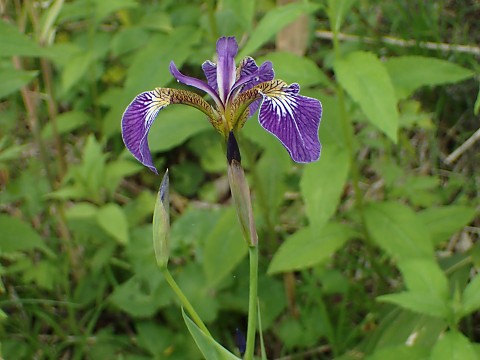 ヒオウギアヤメ