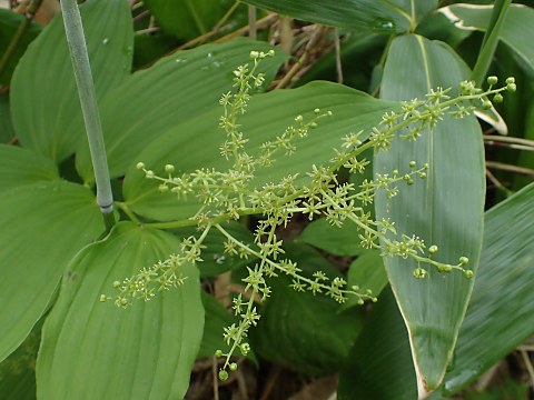 ヒロハユキザサ