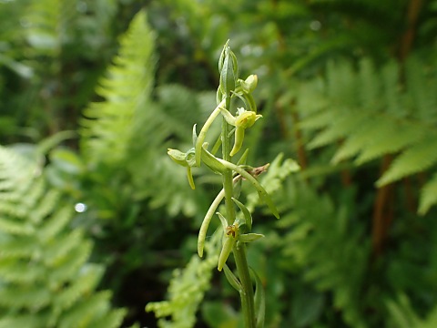 ホソバノキソチドリ