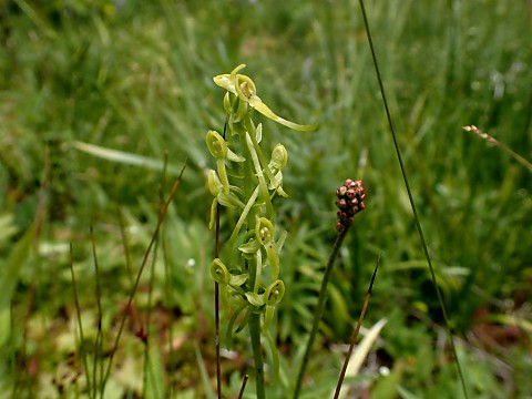 ホソバノキソチドリ