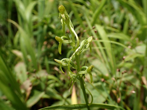 ホソバノキソチドリ