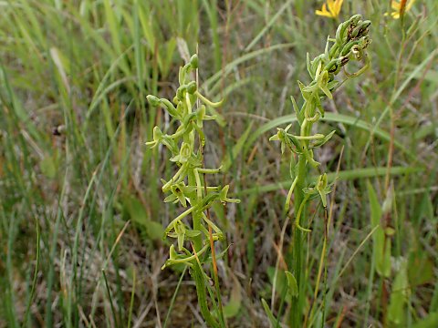 ホソバノキソチドリ