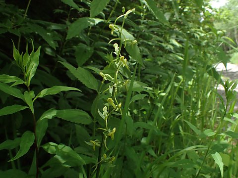 ホソバノキソチドリ