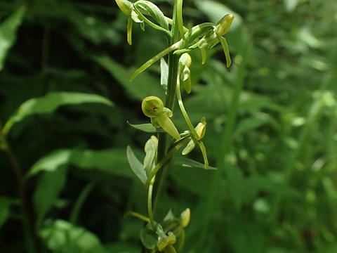 ホソバノキソチドリ