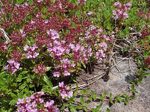 イブキジャコウソウ